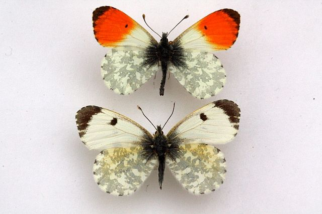 <p>rad:</p><p>druh:</p>