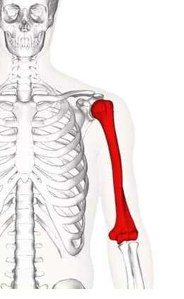 <p>What is the upper arm bone called?</p>
