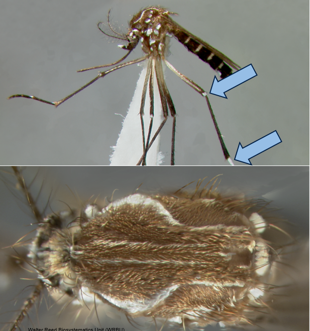 <p>What mosquito is this, and how do you know?</p>