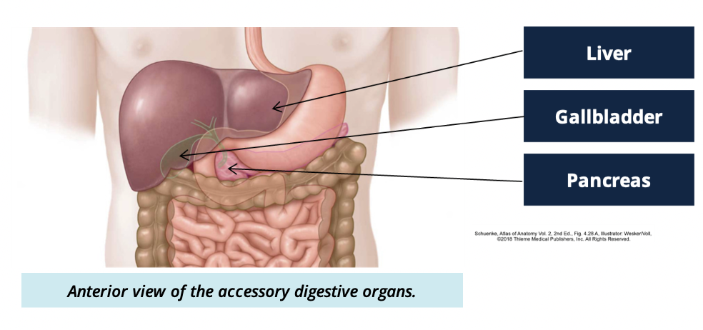 <ul><li><p>Liver</p></li><li><p>Gallbladder</p></li><li><p>Pancreas </p></li></ul><p></p>