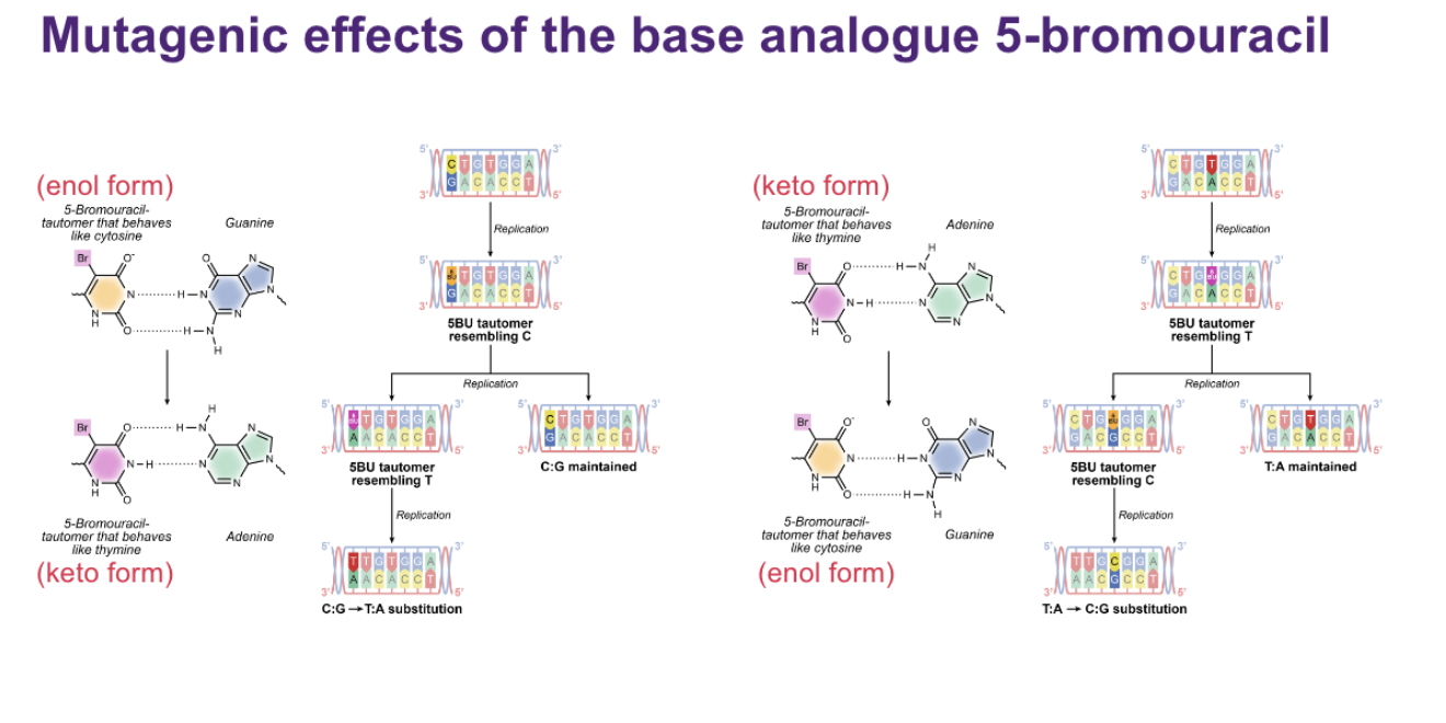 <p>MUTAGENS: a base ANALOUGE (structure if like a normal dan base so it is mistaken as one) called 5-BROMOURACIL (chemical mutagen)</p><ul><li><p>Turns in keto and enrol form</p></li><li><p>Keto form likes to pair with A (acts as t)</p></li><li><p>ENOL with G (acts as c)</p></li></ul><p class="p1">• ⁃ When replicated it can switch into the other form meaning c-g turns into a-t which isn’t good</p><p class="p1"></p><p class="p1"></p>