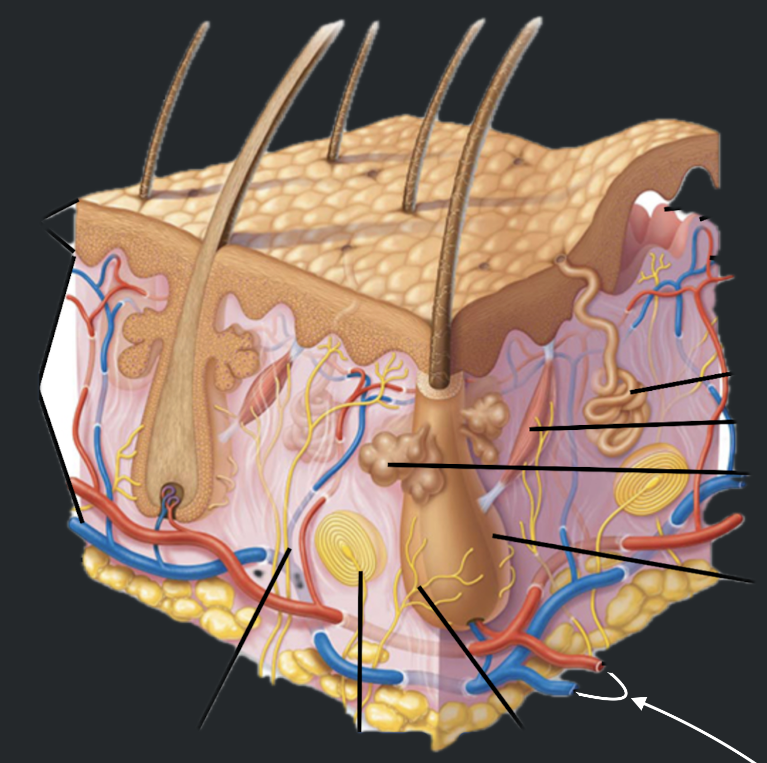 term image