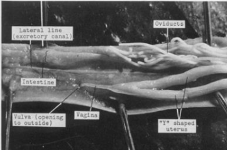 <p><span>Ascaris suum adult female dissection</span></p>