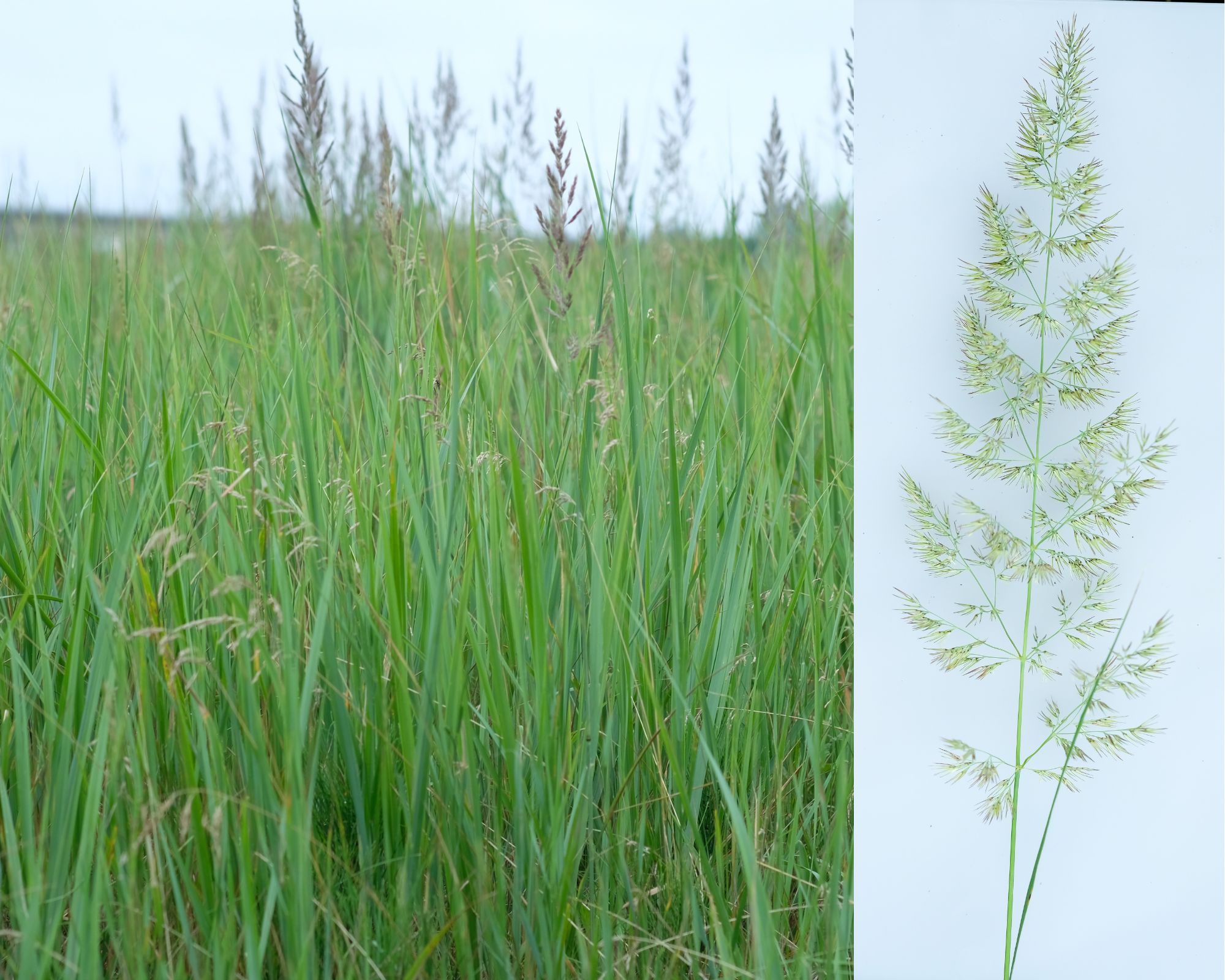 <p>Klasa <strong>EPILOBIETEA ANGUSTIFOLII </strong></p>