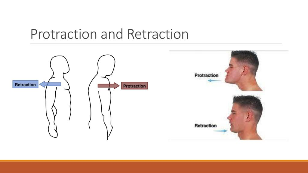 <p><strong>Protraction</strong> means to protrude or stick out a part of the body. For instance, when throwing a punch with abducted arms, a muscle originating from the chest wall–called serratus anterior–contracts and drags the scapula forwards over the rib cage, causing <strong>protraction</strong> of scapula. Similarly, sticking the mandible or the lower jaw bone outwards is called <strong>protraction</strong> of mandible.</p><p>The opposite of protraction is <strong>retraction</strong> which refers to bringing the protracted scapula or the mandible back into their original positions.</p>