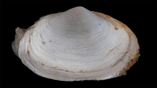 <p>What is the common name and scientific name of this organism </p>
