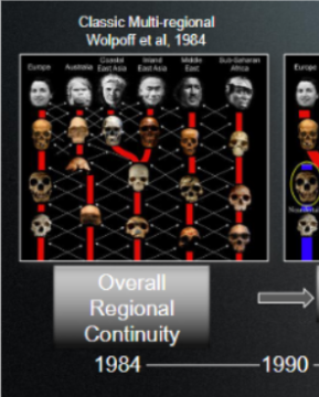 <p>Models for modern human origins:</p><p>Multi-regional</p>