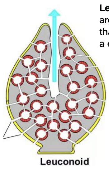 <p>largest and most complex sponge</p><p>made of masses of tissue penetrated by numerous canals that lead to small chambers lined with collar cells, and lead out to a central canal and osculum</p>