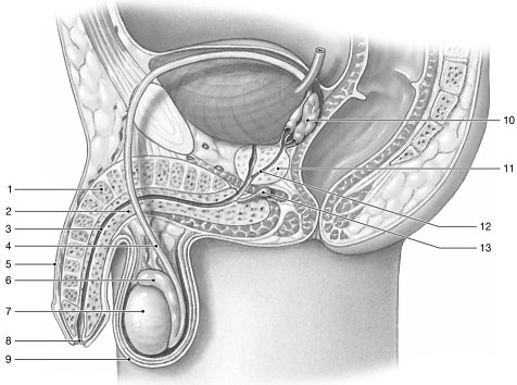 <p>Figure 28-1 The Male Reproductive System</p><p>Use Figure 28-1 to answer the following questions:</p><p>What is produced by the structure labeled "7"?</p>
