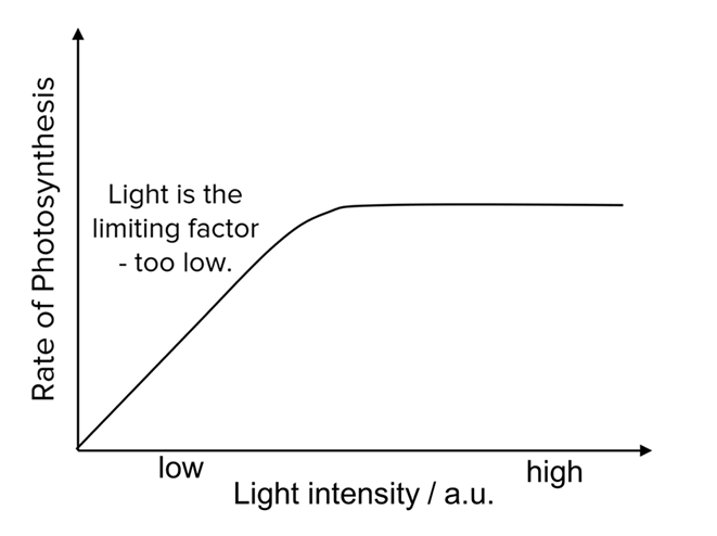 <p><strong>limiting factor: a factor that is nearest to its minimum value and directly increases the rate of reaction when its quantity is changed</strong></p><ul><li><p>typical graph of the effect of a factor affecting rate of photosynthesis</p><ul><li><p>all factors (e.g., light intensity) affecting the rate of photosynthesis will have their effects presented<br>in the form of a graph</p></li></ul></li></ul><p></p>