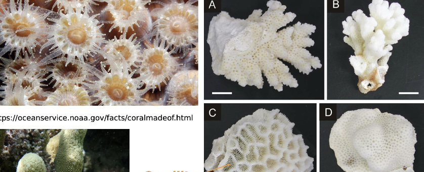 <p>phylum, class</p>