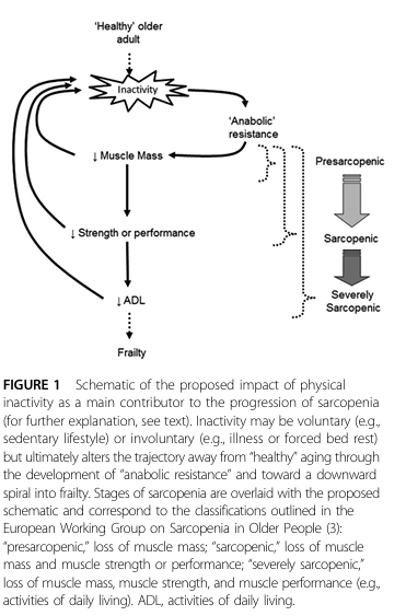<p><strong>Primary strategies:</strong></p><ol><li><p><strong>Adequate dietary protein intake:</strong></p><ul><li><p>1.2–1.5 g protein/kg body weight/day for older adults</p></li><li><p>Spread evenly across 4–6 meals</p></li><li><p>Include leucine-rich proteins and consider pre-sleep protein</p></li></ul></li><li><p><strong>Resistance exercise:</strong></p><ul><li><p>Stimulates MPS and improves muscle quality and strength</p></li><li><p>Counteracts anabolic resistance</p></li></ul></li><li><p><strong>Maintain daily physical activity:</strong></p><ul><li><p>Avoid prolonged inactivity</p></li><li><p>Improves metabolic health and preserves muscle mass</p></li></ul></li></ol><p><strong>Secondary strategies:</strong></p><ul><li><p>Address chronic inflammation, hormonal imbalances, and underlying diseases</p></li><li><p>Optimize nutrition (calories, micronutrients, hydration)</p></li></ul><p><strong>Key takeaway:</strong> Sarcopenia is <strong>multifactorial</strong> but can be slowed or partially reversed with combined nutritional and exercise interventions.</p>