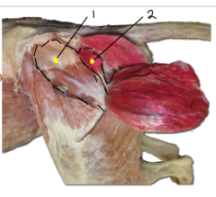 <p>action of 2 (piriformis)</p>