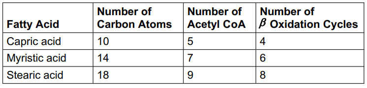 <p>The number of <em>β -</em>oxidation cycles </p><ul><li><p>depends on the length of a fatty acid </p></li><li><p>is one less than the number of acetyl- CoA groups formed </p></li></ul><p></p>