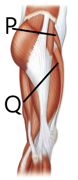 <p>which is the sartorius</p>