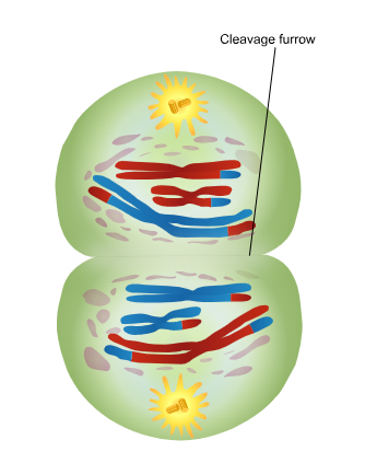 <p>Telophase I &amp; Cytokinesis</p>