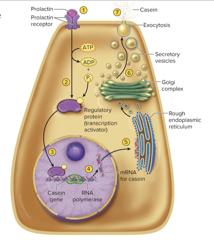 <p><span style="font-size: calc(var(--scale-factor)*20.18px);">1. Hormone prolactin binds to receptors on membrane of mammary cell</span><span><br></span><span style="font-size: calc(var(--scale-factor)*20.21px);">2. Receptors trigger activation of a regulatory protein (transcription</span><span><br></span><span style="font-size: calc(var(--scale-factor)*20.18px);">activator) in cytoplasm</span><span><br></span><span style="font-size: calc(var(--scale-factor)*20.18px);">3. Regulatory protein (transcription factor) moves into the nucleus and binds to the DNA near the casein gene. </span><span><br></span><span style="font-size: calc(var(--scale-factor)*20.18px);">4. The binding enables RNA polymerase to bind to the gene and transcribe it, producing the mRNA for casein</span><span><br></span><span style="font-size: calc(var(--scale-factor)*20.18px);">5. The casein mRNA moves to the cytoplasm, and ribosomes on rough ER translate it</span><span><br></span><span style="font-size: calc(var(--scale-factor)*20.18px);">6. The Golgi complex packages casein into secretory vesicles</span><span><br></span><span style="font-size: calc(var(--scale-factor)*20.18px);">7. The secretory vesicles release the casein by exocytosis, and it</span><span><br></span><span style="font-size: calc(var(--scale-factor)*20.18px);">becomes part of the milk. </span></p>