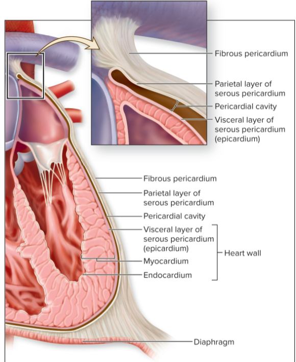 <ul><li><p>Heart is enclosed within a tough sac called the __________ (pericardial sac) </p></li><li><p>Restricts heart movements so that it moves only slightly within the thorax; prevents heart from overfilling with blood</p></li></ul><p></p>