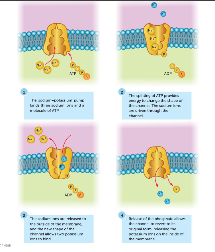 <p>this is a carrier protein that moves 3 sodium ions out of cell and 2 pottasium ions into the cell. therefore there is a net reduction of positive ions inside the cell. this is against the gradient and therefore uses atp</p>