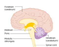 <p>What are the five major brain regions from caudal to rostral?</p>