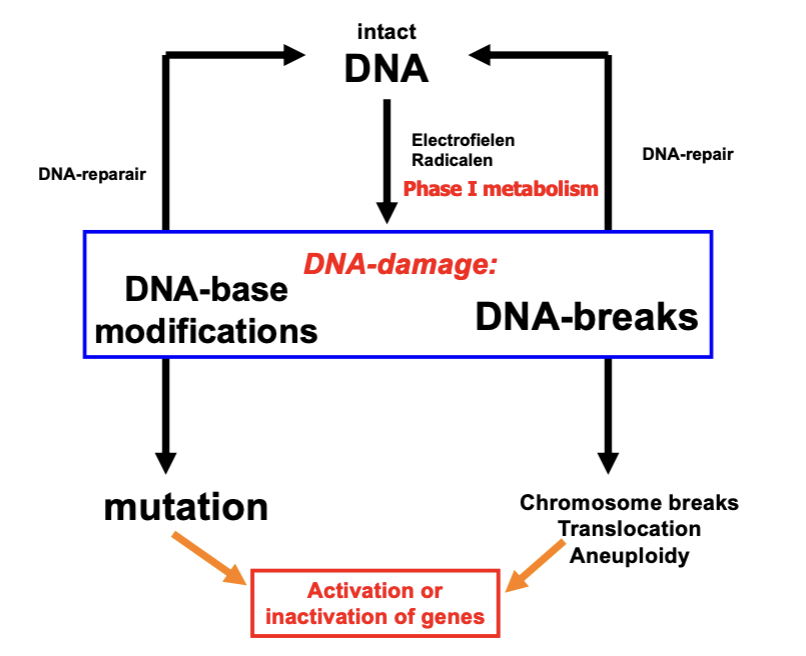 <p>look at diagram</p>
