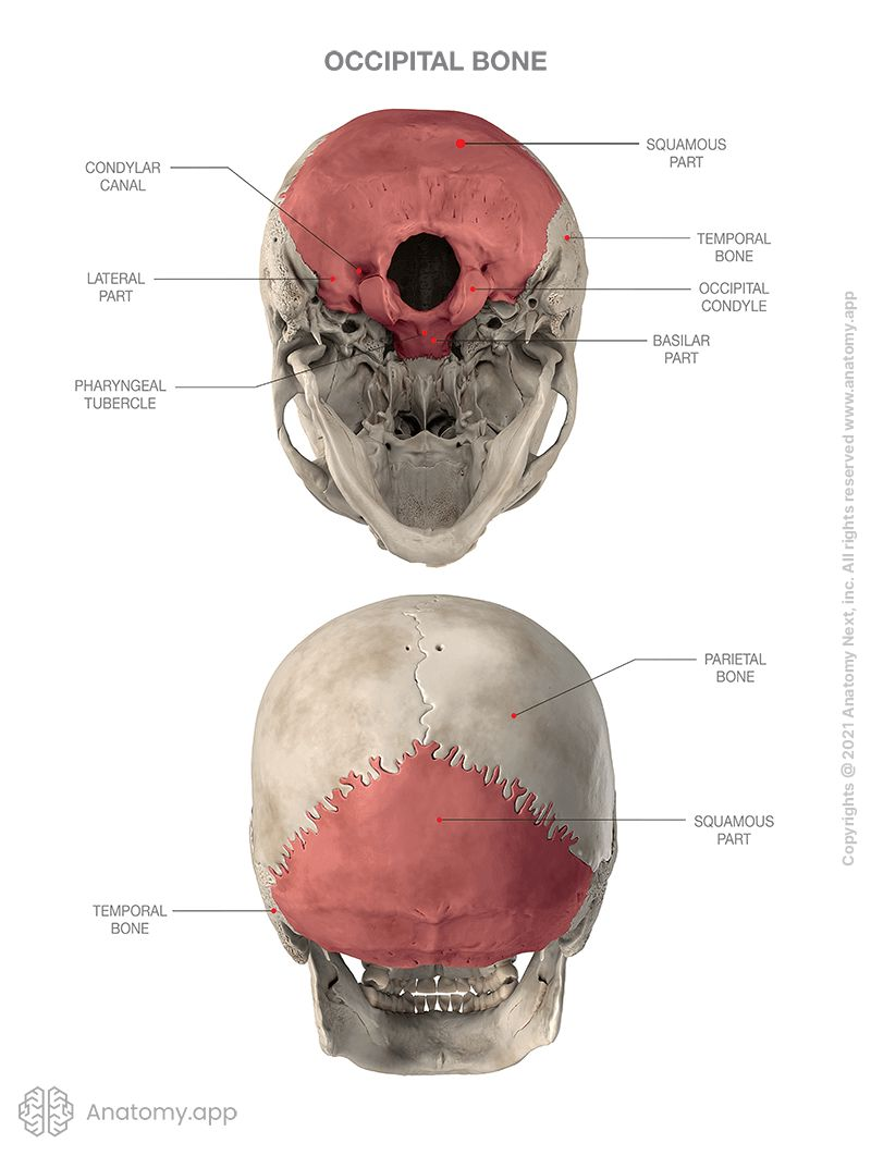 <p>Occipital</p>