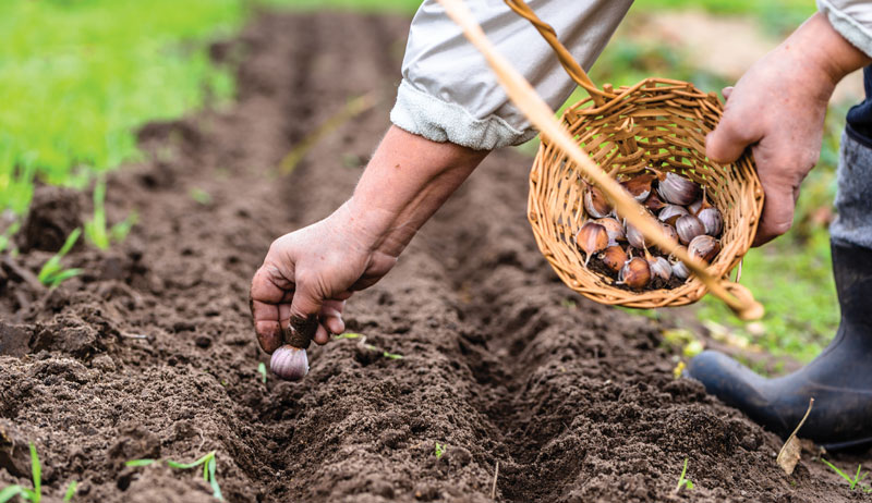 <p>Growing the crops </p>