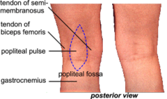<p>Pulse felt at the back of either knee</p>