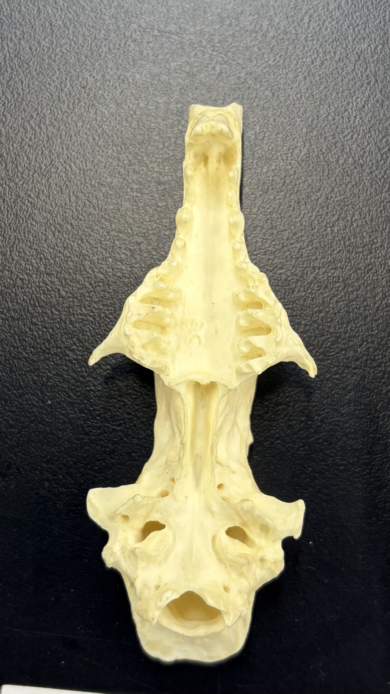 <ul><li><p>Eulipotyphla</p><ul><li><p>Solenodontidae</p><ul><li><p>Haiti, Dominican Republic, and Cuba</p></li><li><p>Omnivorous</p></li></ul></li></ul></li></ul><p></p>