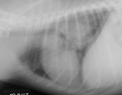 <p>What can cause ventral displacement of the carina and caudal lobar bronchi?</p>