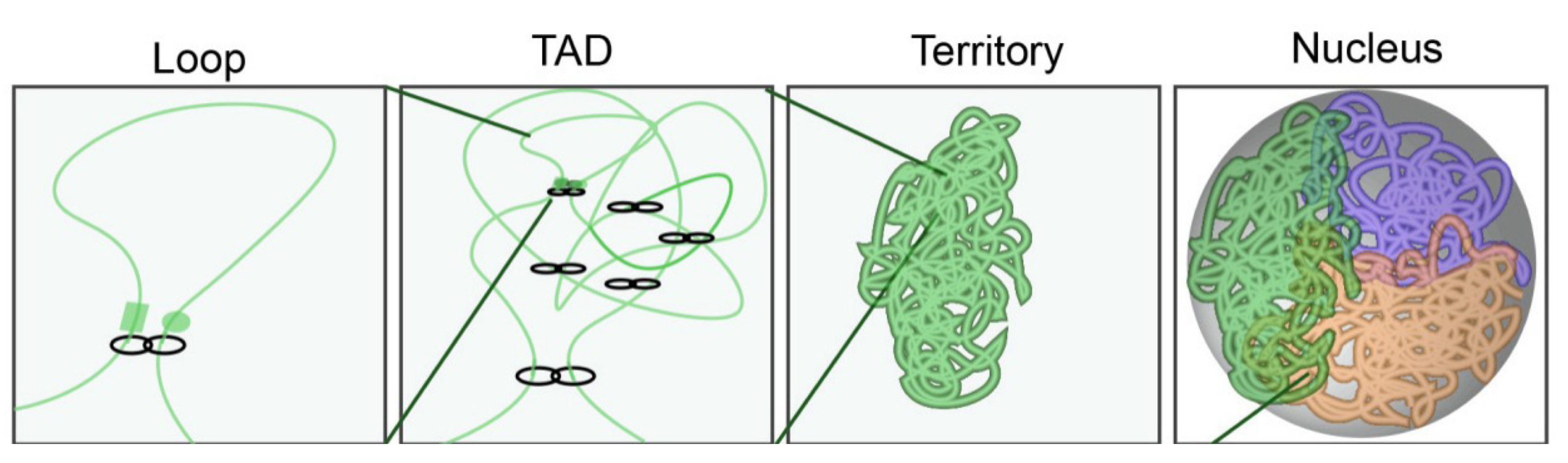<ul><li><p>Structural building blocks of chromosomes (spatial structures)</p></li><li><p>Functional unites of gene regulation (co-expression)</p></li><li><p>kb-Mb in size</p></li><li><p>Separated by genetically defined boundary elements, recognized by architectural proteins</p></li><li><p>Housekeeping genes common at boarders</p></li></ul><p></p>