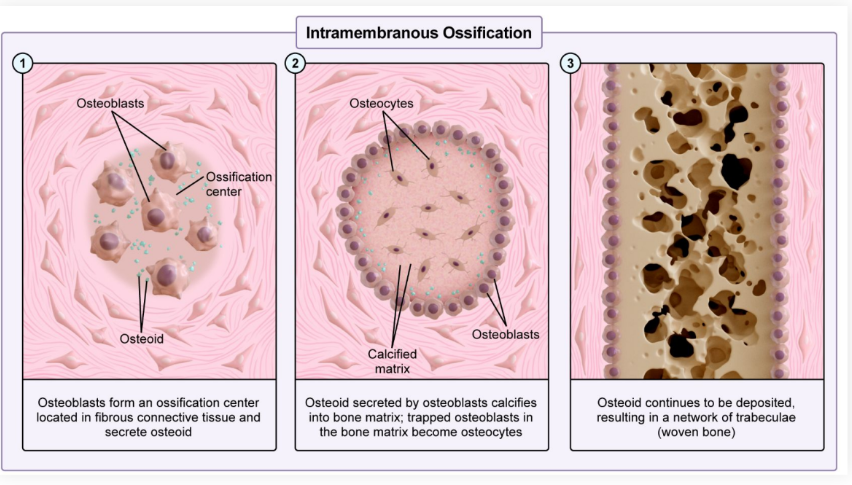 <p>● <strong>Intramembranous ossification</strong>: <strong>Direct bone formation </strong>within sheets of embryonic <strong>connective tissue</strong></p><ul><li><p><strong>Osteoblasts </strong>deposit <strong>osteoid</strong></p></li><li><p>Osteoid <strong>calcifies </strong>and forms <strong>cortical bone</strong></p></li><li><p>Occurs mostly in <strong>flat bone</strong></p></li><li><p>Include <strong>bones </strong>of the <strong>skull</strong>, etc.</p></li></ul><p></p>