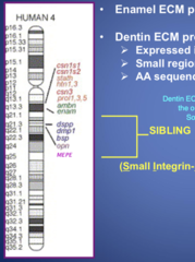 <p>SIBLINGS </p><p>(small integrin-binding ligand, N-linked Glycoprotein)</p>