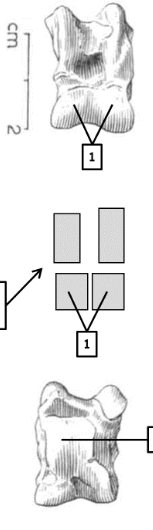 <p>identify with features (s)</p>