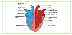 <p>Chambers:</p><p>- Left atrium </p><p>- Left ventricle </p><p>- Right atrium </p><p>- Right ventricle</p><p>Blood vessels:</p><p>- Pulmonary arteries </p><p>- Vena cava</p><p>- Aorta</p><p>- Pulmonary vein</p><p>Valves:</p><p>- Semi lunar valve</p><p>- Atrioventricular valve</p>