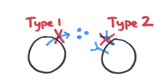 <p>Diabetes Mellitus = inability to regulate blood glucose → high blood sugar</p><p><strong>→ Type 1 = WBCs kill insulin producing beta islet cells </strong></p><p></p><p>→ Type 2 = fat cells have fewer insulin receptors → CANT take in more glucose</p><ul><li><p>from overeating</p></li><li><p>can use kidney cell SGLT to treat : acts as inhibitor to stop reuptake of glucose by kidneys → pee out extra glucose </p><img src="https://assets.knowt.com/user-attachments/7b53e90a-887e-471a-881c-d6e0c012bf44.png" data-width="25%" data-align="center"></li></ul><p></p><p></p><p>treatments:</p><ul><li><p>insulin</p></li><li><p>monitor blood glucose</p></li><li><p>healthy diet </p></li></ul><p></p>