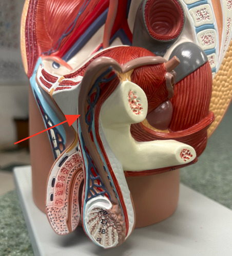 <p>transports sperm from the epididymis to the ejaculatory duct, also called vas deferens</p>