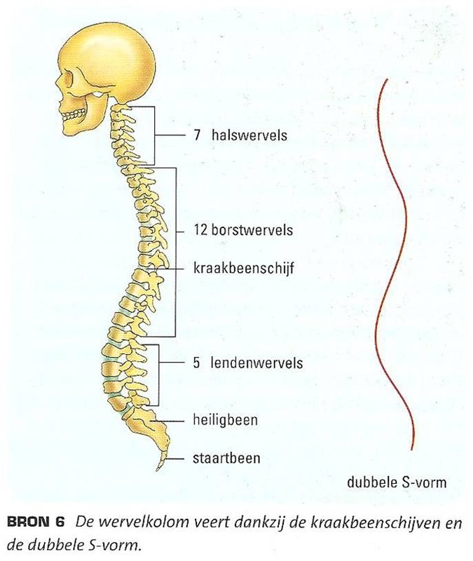 <p>Hoe worden de curvaturen (krommingen) van de wervelkolom genoemd naar 1. ventraal 2. dorsaal 3. zijwaarts, en welke zijn primair/secundair? HINT: een ervan is pathologisch</p>
