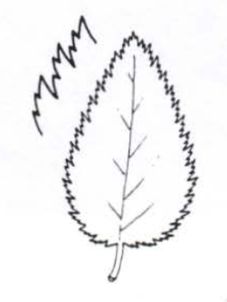 <p>Leaf margin</p>