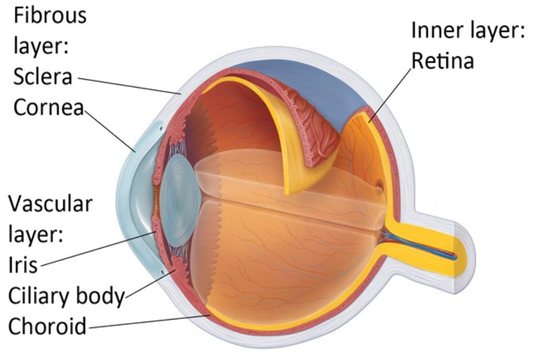 <p>Fibrous Layer:</p><ul><li><p>Sclera</p><ul><li><p>thick, white part of the eye</p></li></ul></li><li><p>Cornea</p><ul><li><p>works with the lens to bend the light that hits the retina</p></li></ul></li></ul><p>Inner Layer:</p><ul><li><p>Retina</p><ul><li><p>Composed of photoreceptors (rods and cones), Neurons, and Glial cells</p></li><li><p>Fovea = where light is focused</p></li></ul></li></ul><p>Vascular Layer:</p><ul><li><p>Iris</p></li><li><p>Ciliary Body</p><ul><li><p>produces aqueous humor</p></li></ul></li><li><p>Choroid</p></li></ul><p></p>