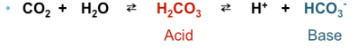 <ul><li><p>bicarbonate system</p><ul><li><p>can go both ways</p></li></ul></li></ul><p></p>