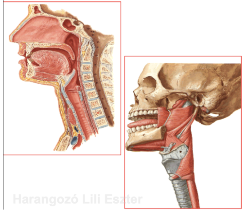 <ul><li><p style="text-align: justify;"><span style="background-color: transparent;"><em>Pharynx</em></span></p></li><li><p style="text-align: justify;"><span style="background-color: transparent;">A falat a szájüregből a nyeléssel kerül a szájgaratba, majd a nyelőcsőbe</span></p></li><li><p style="text-align: justify;"><span style="background-color: transparent;"><strong>Nyelés</strong>: reflexes folyamat</span></p><ul><li><p style="text-align: justify;"><span style="background-color: transparent;">Akarattól függő része: nyelvvel a falat hátrafelé tolása</span></p></li><li><p style="text-align: justify;"><span style="background-color: transparent;">Akarattól független része: nyelvgyökhöz, lágy szájpadhoz érő falat indítja be → gégefedő bezárul → falat továbbhalad a nyelőcsőbe</span></p></li></ul></li></ul><p></p>