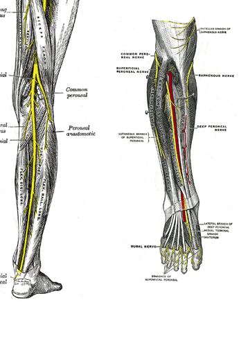 <p>a major peripheral nerve of the lower limb. It branches from the sciatic nerve near the knee, wraps around the neck of the fibula bone, and divides into the superficial and deep fibular nerves to control movement and sensation in the lower leg and foot.</p>