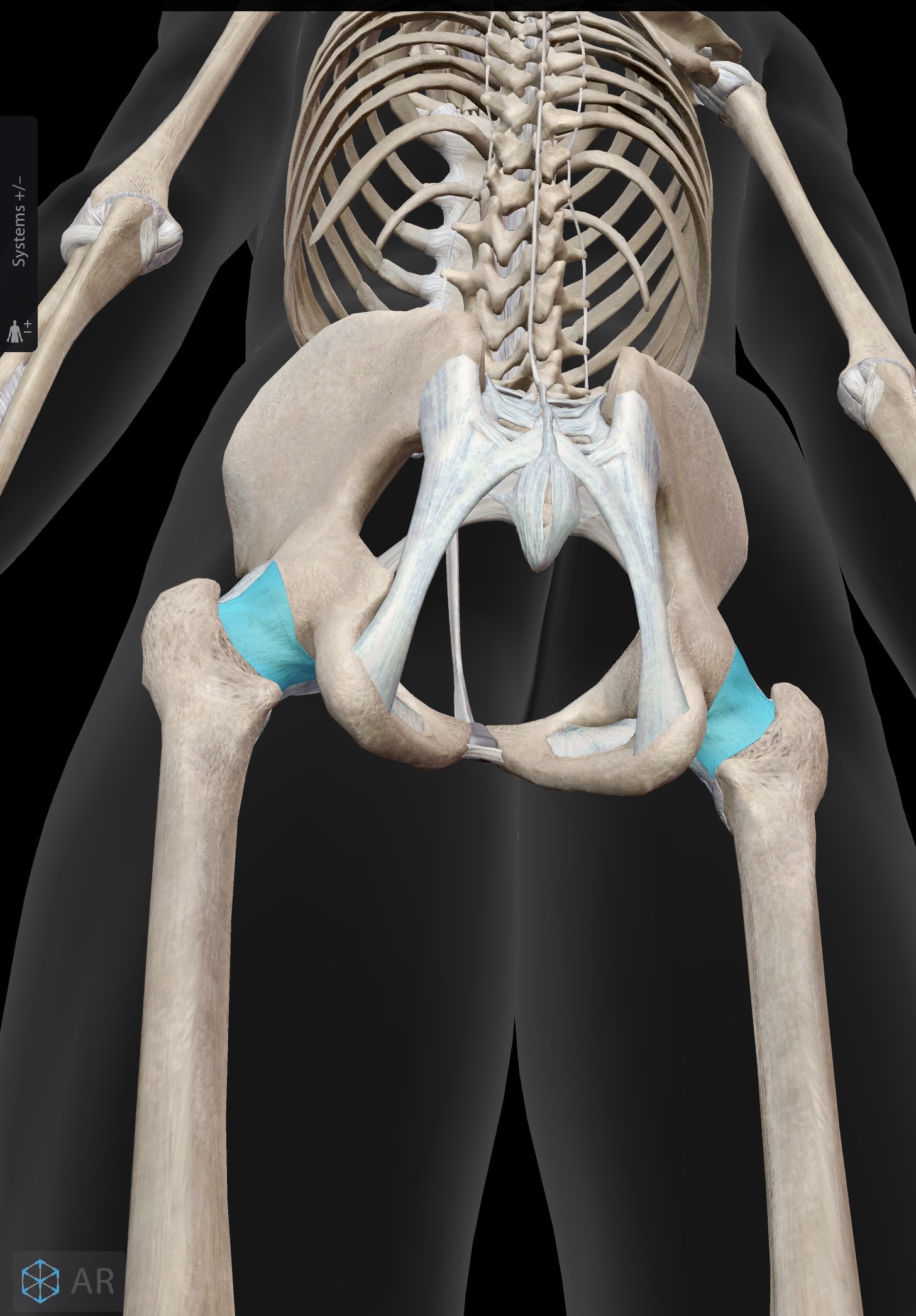 <p>What ligament is this? What does it do?</p>