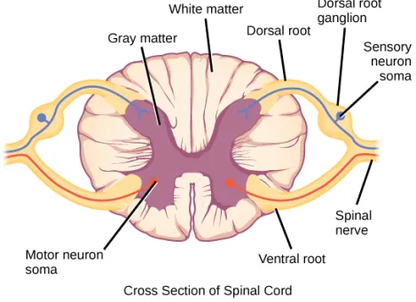 <p>Ganglion are clumps of what?</p>