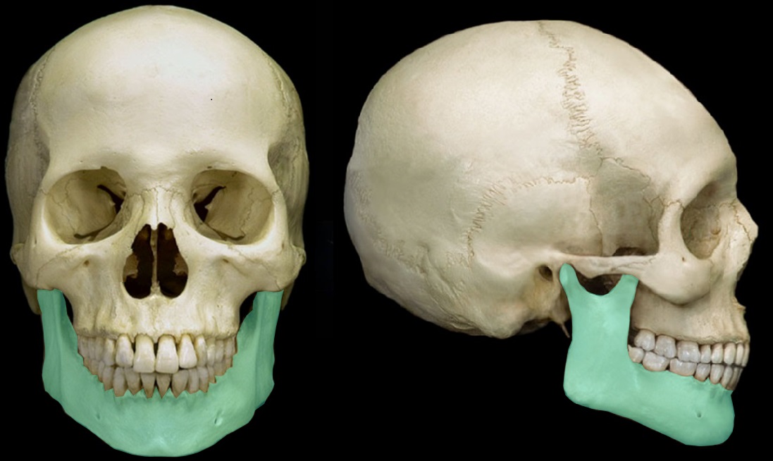 <p><strong>[Identify the bone]</strong></p>