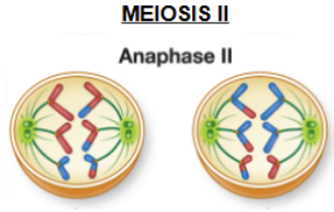 <p>the chromosomes are pulled in half; daughter chromosomes are segregated into separate cells during Telophase II and cytokinesis </p>