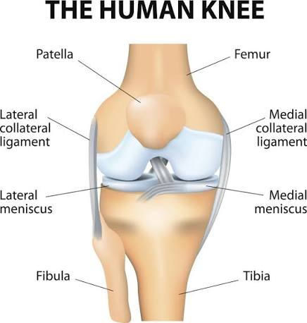 <p><em>the knee joint is the largest joint of the body</em></p><ul><li><p>three articulations:</p><ul><li><p><strong>femoropatellar joint</strong>: between patella and distal femur</p></li><li><p><strong>medial tibiofemoral joint </strong>and <strong>lateral tibiofemoral join</strong>t: between medial and lateral condyles of femur/tibia</p></li></ul></li><li><p><strong>patellar ligament:</strong> continuing from patella to tibia</p></li><li><p><strong>fibular collateral ligament</strong>: lateral side + spans from lateral epicondyle of femur to head of fibula</p></li><li><p><strong>tibial collateral ligament</strong>: medial knee runs from medial epicondyle of femur to tibia</p></li><li><p><strong>anterior cruciate ligament</strong> and <strong>posterior cruciate ligament</strong>: inside the knee, two intracapsular ligaments</p></li></ul><p></p>