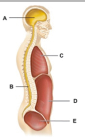 <p>what is the location of letter A called?</p>
