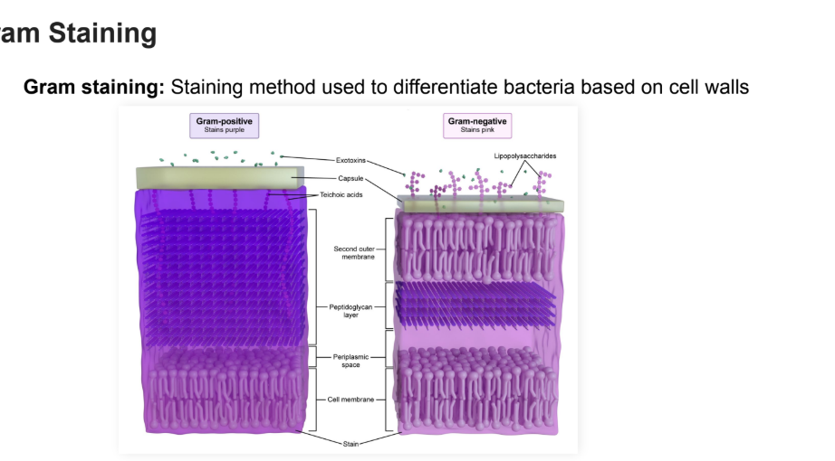 <p>Staining method used to differentiate bacteria based on cell walls</p>